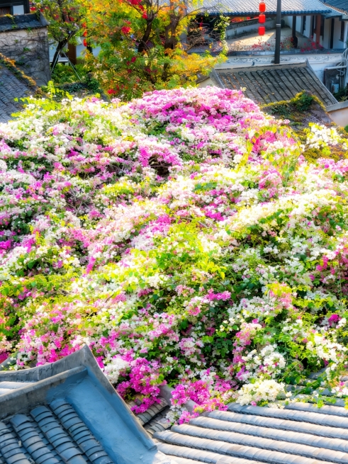 深圳の皆さん、急いで！このブーゲンビリアの花海は息をのむ美しさです