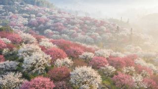 上海から2時間の脱出!千畝の秘蔵梅の海、人も少なく景色も美しく神レベル