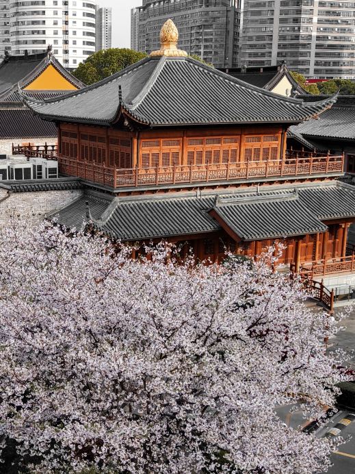 The cherry blossoms at the ancient temple just 1.5 kilometers from
