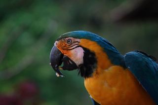 An Unforgettable Amazon Adventure