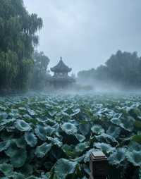 雨落蓮池,赴一場千年書院的水墨清歡