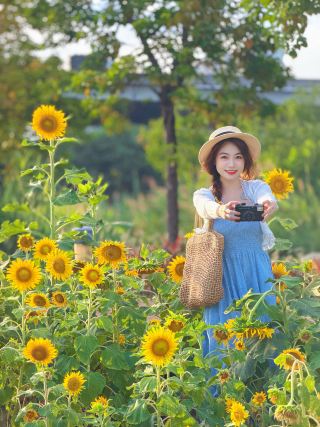 Free sunflower field in Quanzhou