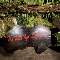 The Tree Top User Photo