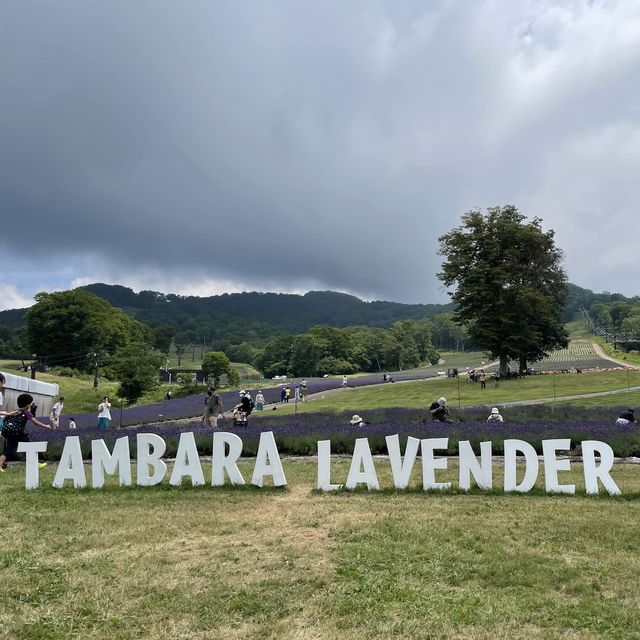 【群馬】関東最大！たんばらラベンダーパーク