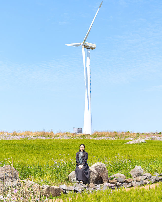 청보리 시즌 꼭 가야할 곳 '가파도'