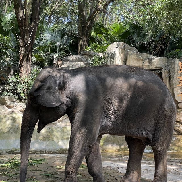 深圳野生動物園👍🏻餵長頸鹿🦒初體驗😌福田30分鐘距離