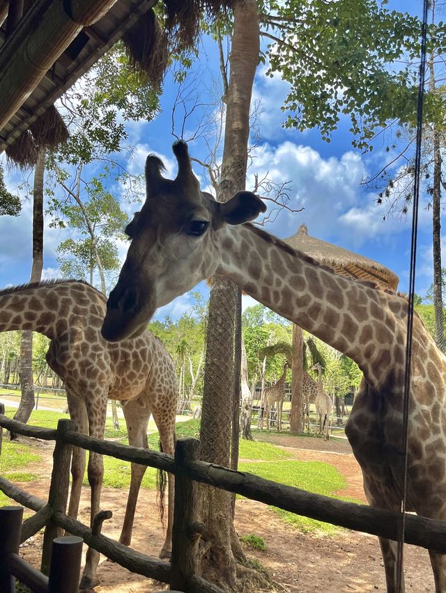 🦒푸꾸옥 가볼만한 곳 - 빈펄 사파리🦒