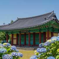 파란 수국이 가득한 혼인지🩵