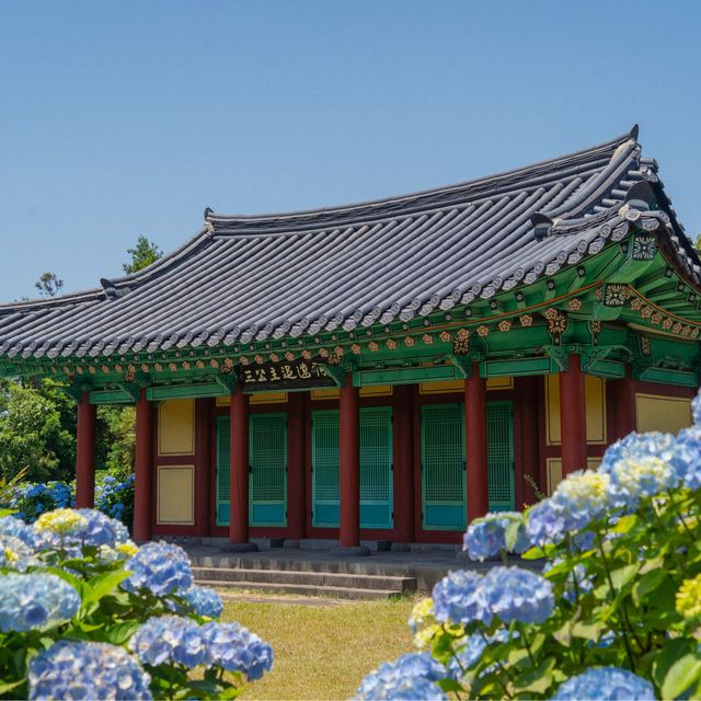 파란 수국이 가득한 혼인지🩵