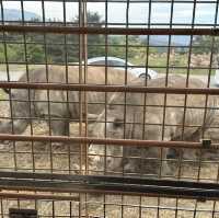 親親大動物 - 九州自然動物園