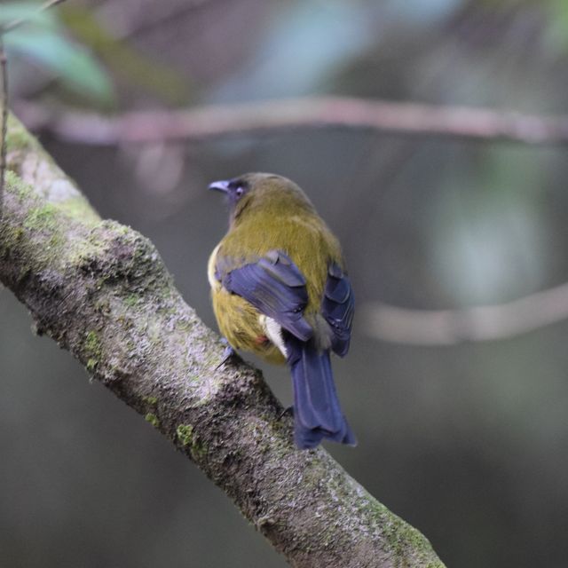 自然保護区ZEALANDIA