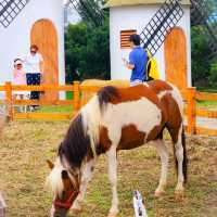 Looking for Animal Friendly Cafe?