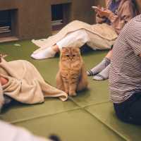 【東京】秋葉原の癒し空間🐈🐾「猫カフェ MOCHA」
