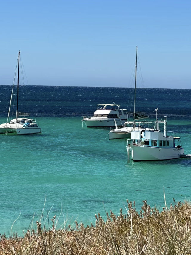 西澳的Rottnest Island：水清沙幼沙灘與微笑袋鼠的天堂！🏝️🌊🦘
