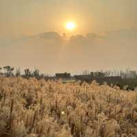 四川大熊貓繁育基地