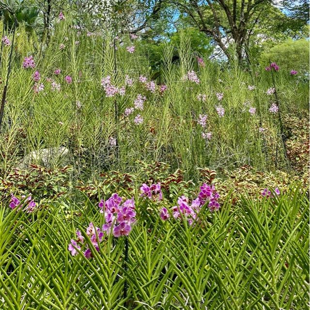 National Orchid Garden - Singapore