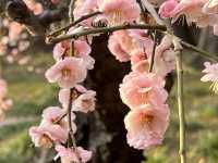 【後楽園】梅の花が満開中