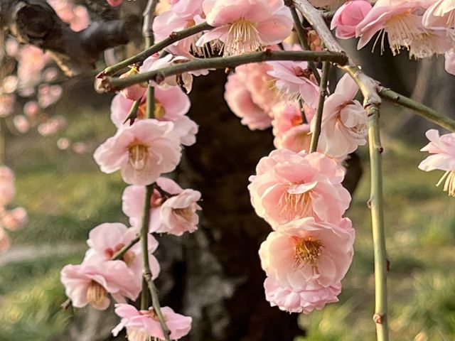 【後楽園】梅の花が満開中