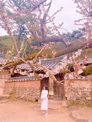Miryang Plum Blossom Spot, Even More Beautiful in Harmony with Old Houses ✨