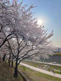 하남 덕풍천에 찾아온 봄🌸