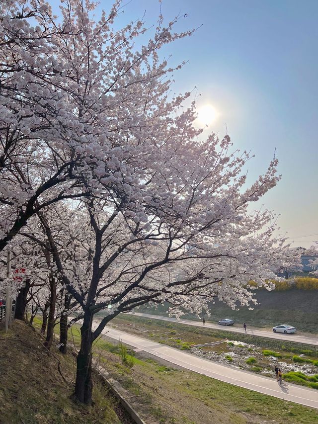하남 덕풍천에 찾아온 봄🌸