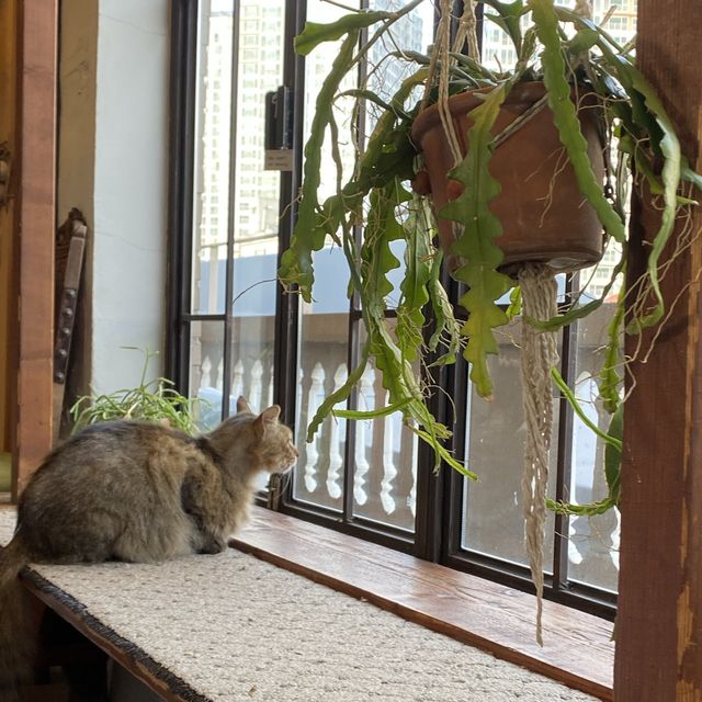 [부산 망미동 카페] 분위기 합격👍고양이 합격🐈 “그린 노마드”🌿