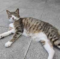 หมู่บ้านแมว Houtong Cat Village 