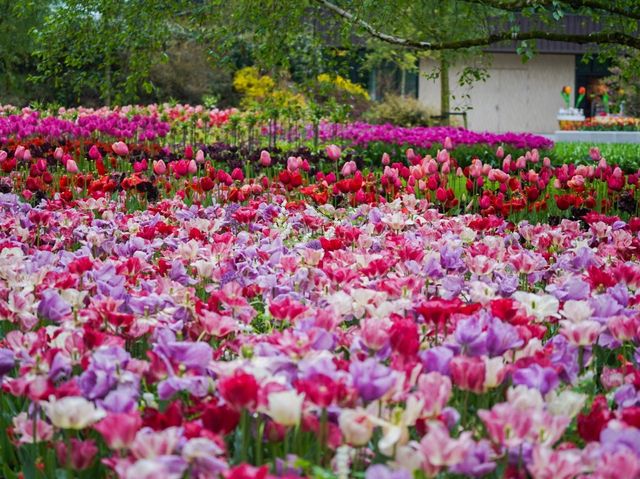荷蘭🇳🇱全世界最大最美鬱金香花園🌷 荷蘭🇳🇱全世界最大最美鬱金香花園🌷
