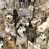 擁有上百隻哈士奇的狗狗咖啡廳！廣州探店✨
