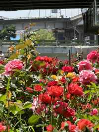 ❤️화려한 장미들의 집합소🌹중랑 장미공원❤️