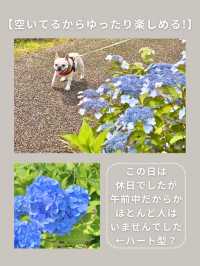 【神奈川･宮ヶ瀬】紫陽花スポット🐶🫧