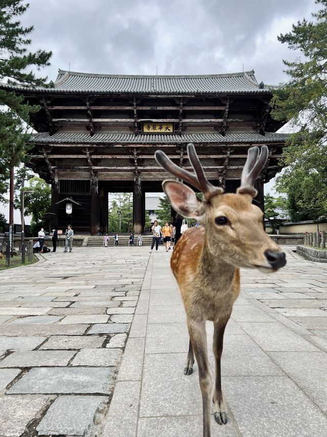 日本 奈良公園&東大寺