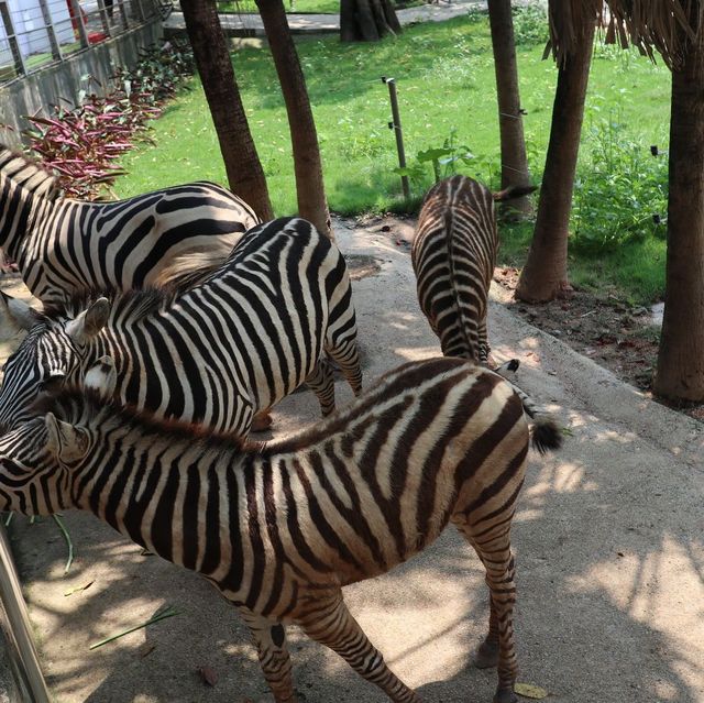 🦁 深圳野生動物園 | 親子好去處 🐼