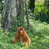 深圳野生動物園