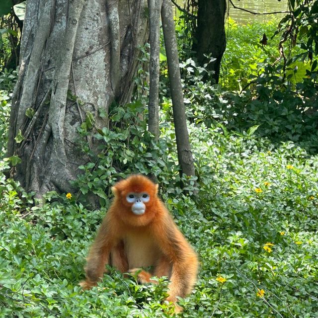 深圳野生動物園