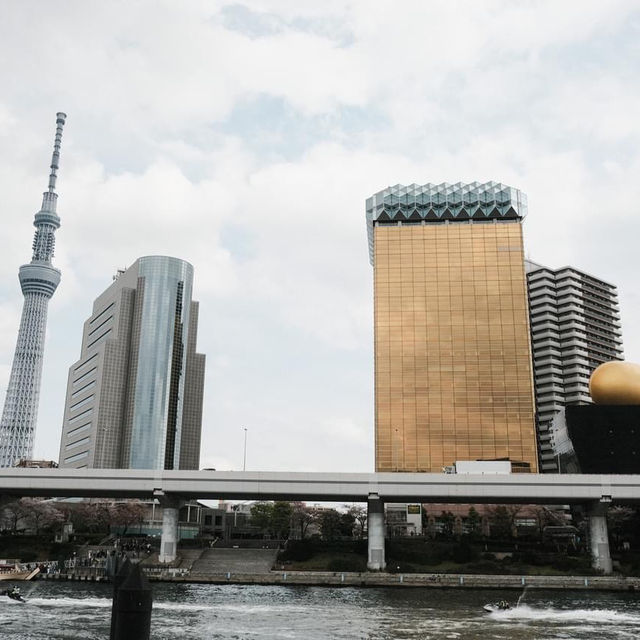 Sumida park 🌸