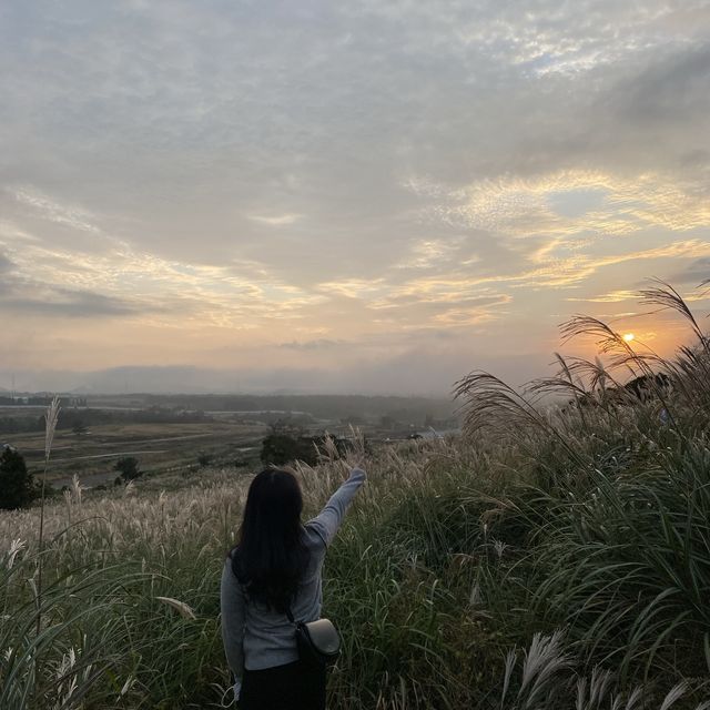 가을에 제주 여행을 간다면 억새로 물든 새별오름으로!