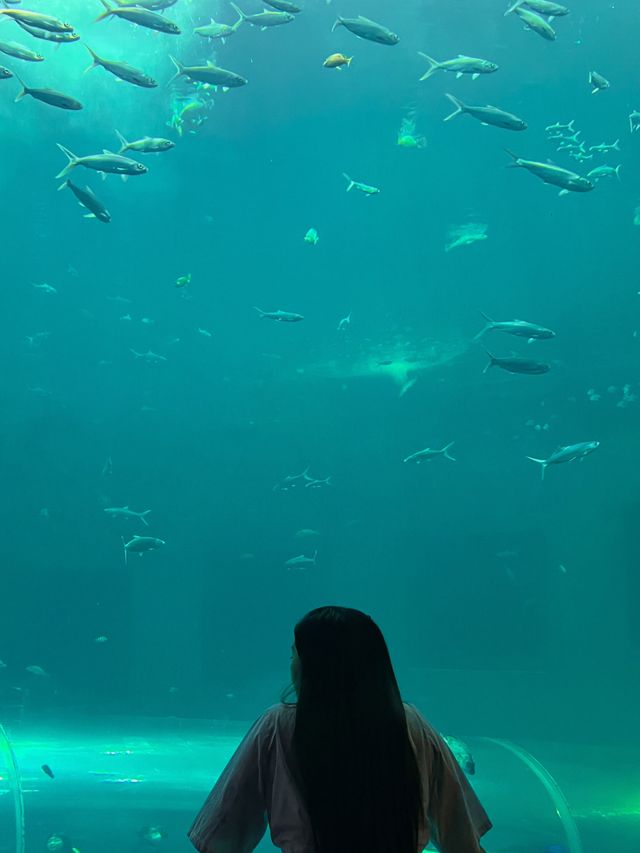 อควาเรียมบางแสน🐠🦀🪼 : ที่เที่ยวบางแสน
