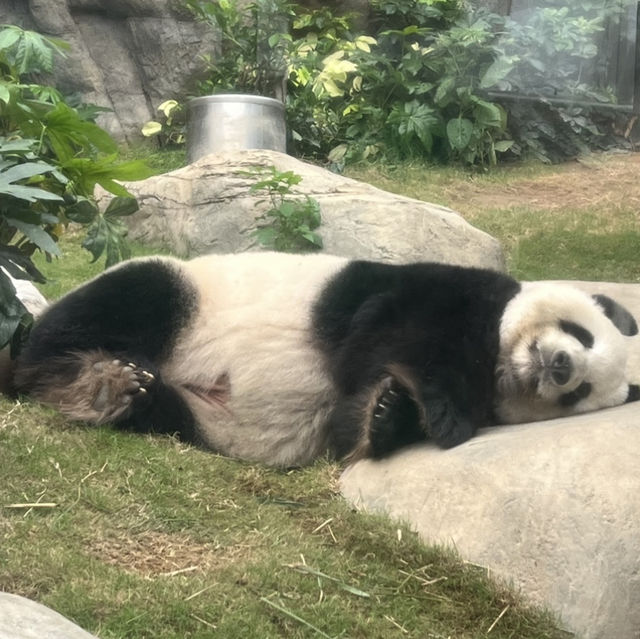 海洋公園。親子漫。慢。遊