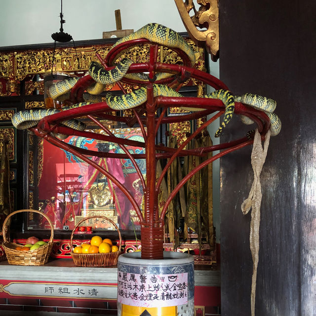 Penang Snake 🐍 Temple Adventure! 