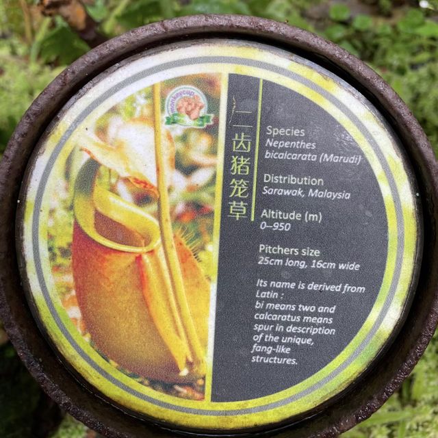 征服自然之巔！探索檳城升旗山生態公園🌳🌄🦋