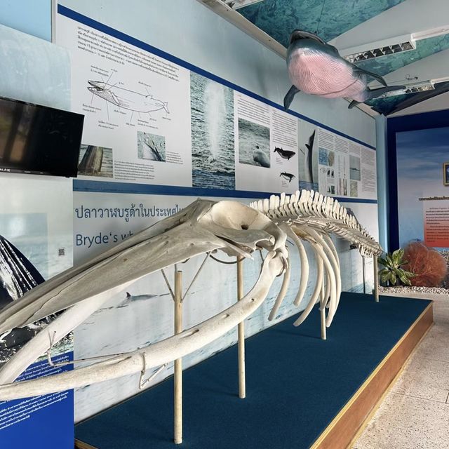海底奇幻之旅！暢遊普吉水族館🐠🌊🐚