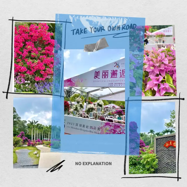 🌼🌿🌺 2023深圳杜鵑花展🌼🌿🌺美美的鮮花盛宴🌼🌿🌺
