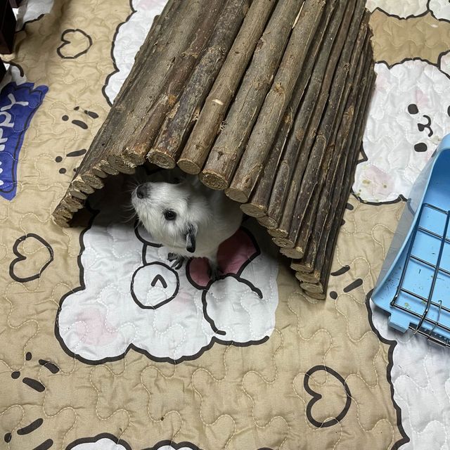 Memo Koice Pet