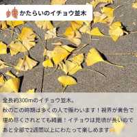 今が見ごろ！昭和記念公園かたらいのイチョウ並木🌲