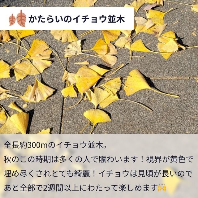 今が見ごろ！昭和記念公園かたらいのイチョウ並木🌲