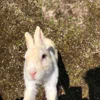 幸運的一天🐰大久野島