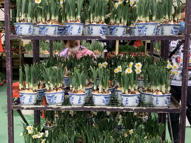 The Biggest Chinese New Year Flower Market In Hong Kong