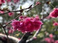 本地遊｜大埔海濱公園｜花種超多賞花必去