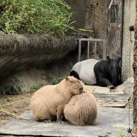 台北市動物園半日遊🐘🦓🐪🦦🦥